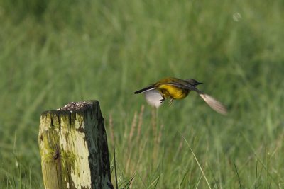 Motacilla flava - Blue-headed Wagtail