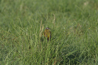 Motacilla flava - Blue-headed Wagtail