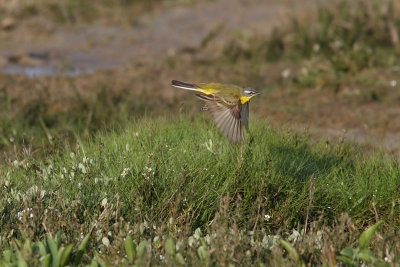 Motacilla flava - Blue-headed Wagtail