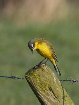 Motacilla flava - Blue-headed Wagtail