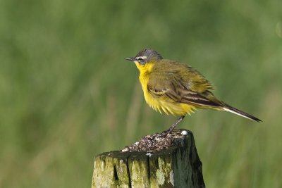 Motacilla flava - Blue-headed Wagtail