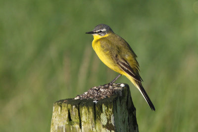 Motacilla flava - Blue-headed Wagtail