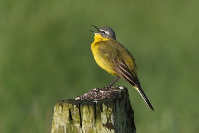 Motacilla flava - Blue-headed Wagtail