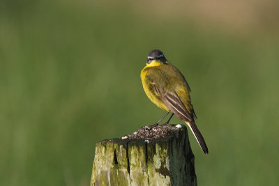 Motacilla flava - Blue-headed Wagtail