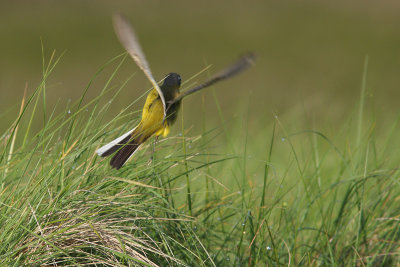 Motacilla flava - Blue-headed Wagtail