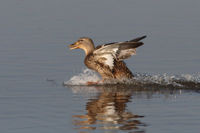 Anas platyrhynchos - Mallard