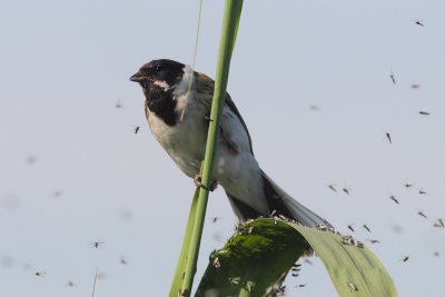 Reed Bunting - Emberiza schoeniclus