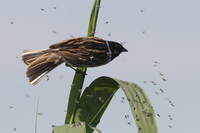 Reed Bunting - Emberiza schoeniclus