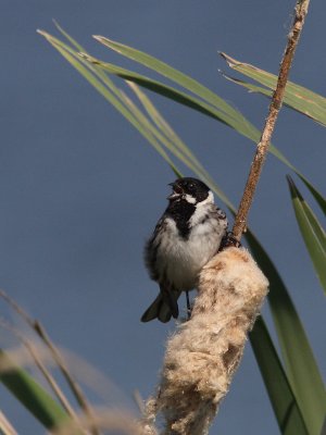 Emberiza schoeniclus - Reed Bunting