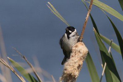 Emberiza schoeniclus - Reed Bunting