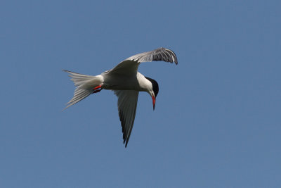 Sterna hirundo - Common Tern