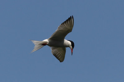 Sterna hirundo - Common Tern
