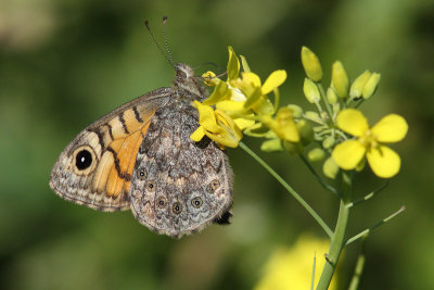 Lasiommata megera - Wall Brown
