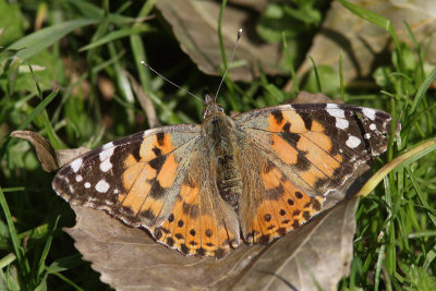 Vanessa cardui - Painted Lady