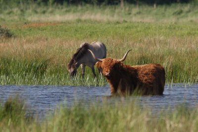 Schotse Hooglander en Koninckpaard