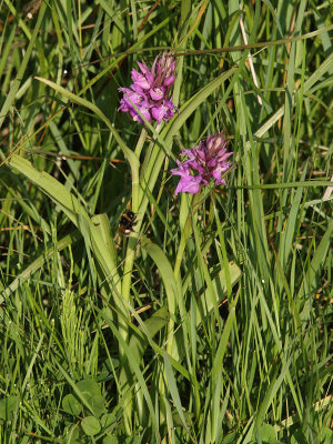 Dactylorhiza majalis subsp. praetermissa - Western Marsh-orchid