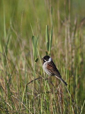 Emberiza schoeniclus - Reed Bunting