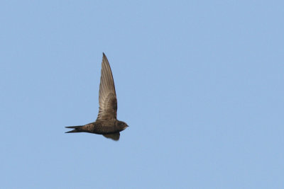 Apus apus -Common Swift
