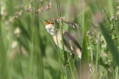 Acrocephalus palustris - Marsh Warbler