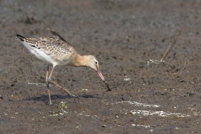 Limosa limosa - Black-tailed Godwit