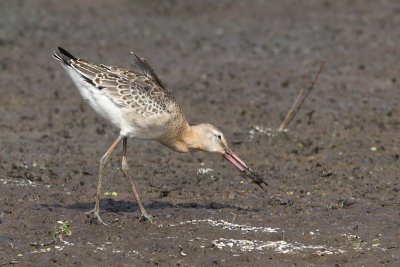Limosa limosa - Black-tailed Godwit