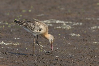 Limosa limosa - Black-tailed Godwit