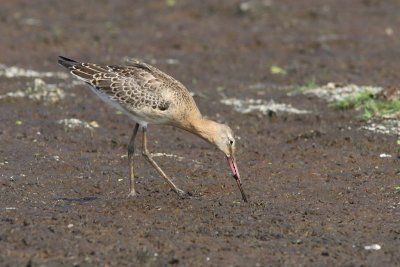 Limosa limosa - Black-tailed Godwit
