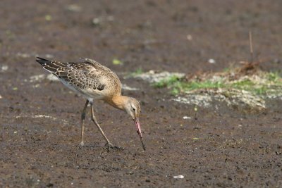 Limosa limosa - Black-tailed Godwit