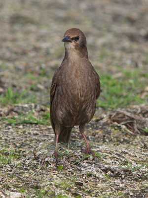 Sturnus vulgaris - European Starling