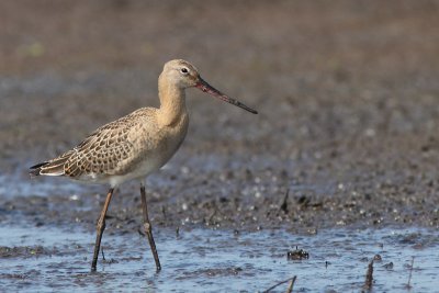 Limosa limosa - Black-tailed Godwit