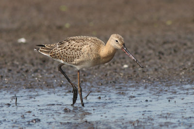 Limosa limosa - Black-tailed Godwit