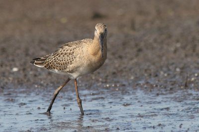 Limosa limosa - Black-tailed Godwit