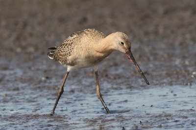 Limosa limosa - Black-tailed Godwit
