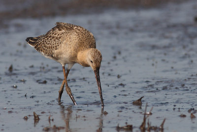 Limosa limosa - Black-tailed Godwit