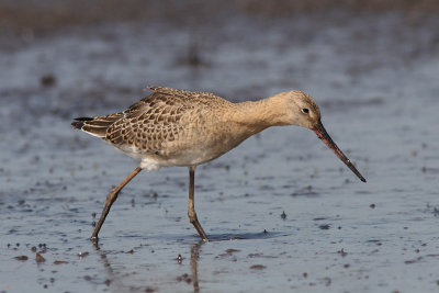 Limosa limosa - Black-tailed Godwit