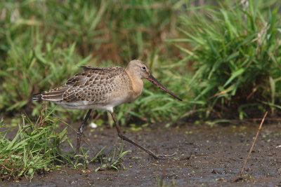 Limosa limosa - Black-tailed Godwit