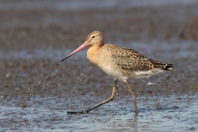 Limosa limosa - Black-tailed Godwit