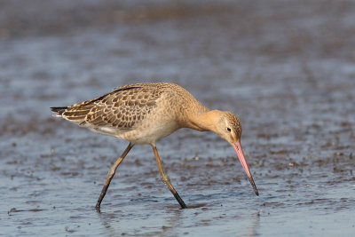 Limosa limosa - Black-tailed Godwit