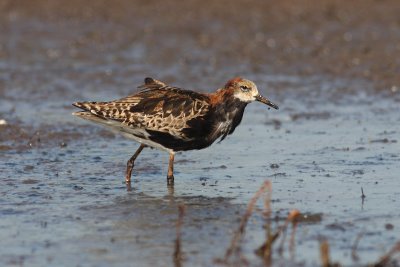 Philomachus pugnax - Ruff