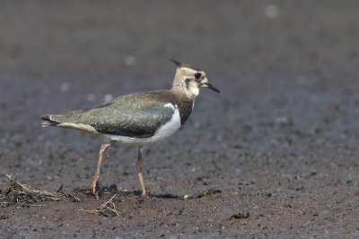 Vanellus vanellus - Northern Lapwing