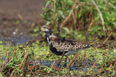 Philomachus pugnax - Ruff