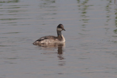 Podiceps nigricollis - Black-necked Grebe