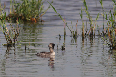 Podiceps nigricollis - Black-necked Grebe