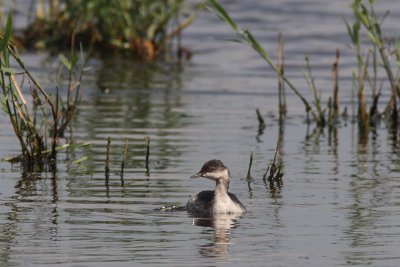 Podiceps nigricollis - Black-necked Grebe