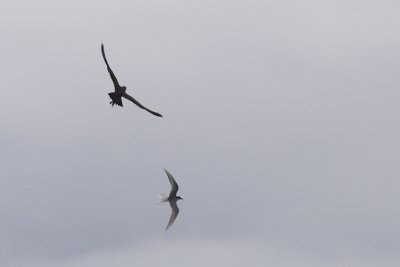 g1/56/840356/3/116348595.tdHynD1e.jpg