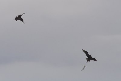g1/56/840356/3/116348596.ulplgVgB.jpg