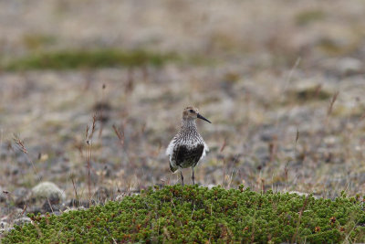 Calidris alpina - Dunlin