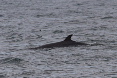 Balaenoptera acutorostrata - Northern Minke Whale