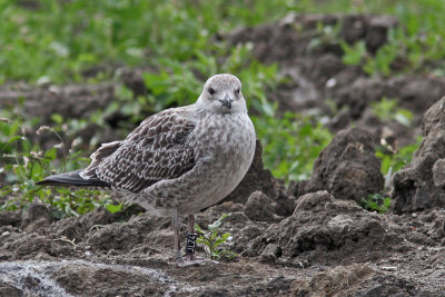 Lesser Black-backed Gull Bk[JLZ4]