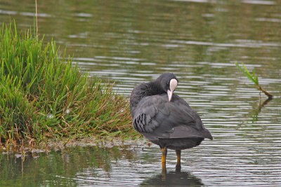 Fulica atra - Eurasean Coot